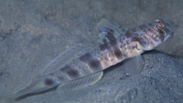 Flabelligobius russus